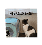 わがままできゅーとなねこちゃん（個別スタンプ：2）