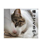 わがままできゅーとなねこちゃん（個別スタンプ：3）