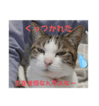 わがままできゅーとなねこちゃん（個別スタンプ：4）