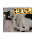 わがままできゅーとなねこちゃん（個別スタンプ：6）