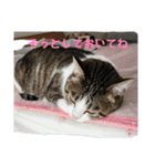 わがままできゅーとなねこちゃん（個別スタンプ：7）