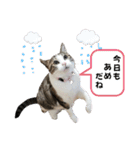 わがままできゅーとなねこちゃん（個別スタンプ：8）