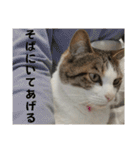 わがままできゅーとなねこちゃん（個別スタンプ：9）