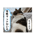 わがままできゅーとなねこちゃん（個別スタンプ：12）
