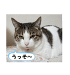 わがままできゅーとなねこちゃん（個別スタンプ：13）