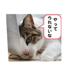 わがままできゅーとなねこちゃん（個別スタンプ：16）