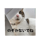 わがままできゅーとなねこちゃん（個別スタンプ：19）