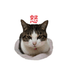 わがままできゅーとなねこちゃん（個別スタンプ：20）