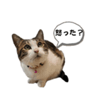 わがままできゅーとなねこちゃん（個別スタンプ：21）