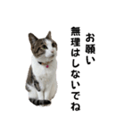 わがままできゅーとなねこちゃん（個別スタンプ：22）