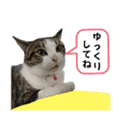 わがままできゅーとなねこちゃん（個別スタンプ：23）