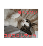 わがままできゅーとなねこちゃん（個別スタンプ：25）
