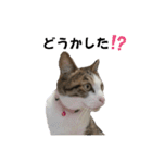 わがままできゅーとなねこちゃん（個別スタンプ：28）
