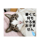 わがままできゅーとなねこちゃん（個別スタンプ：29）
