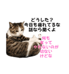 わがままできゅーとなねこちゃん（個別スタンプ：32）