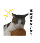 わがままできゅーとなねこちゃん（個別スタンプ：34）