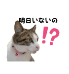 わがままできゅーとなねこちゃん（個別スタンプ：35）