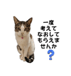 わがままできゅーとなねこちゃん（個別スタンプ：36）