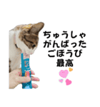わがままできゅーとなねこちゃん（個別スタンプ：39）