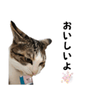 わがままできゅーとなねこちゃん（個別スタンプ：40）