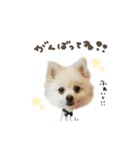 くまくん☆deformation（個別スタンプ：12）