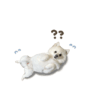 くまくん☆deformation（個別スタンプ：13）