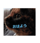 猫のかわいさ日常（個別スタンプ：1）