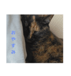 猫のかわいさ日常（個別スタンプ：2）