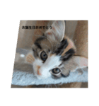 猫のかわいさ日常（個別スタンプ：3）