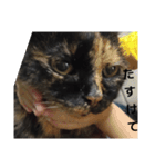 猫のかわいさ日常（個別スタンプ：4）