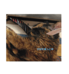 猫のかわいさ日常（個別スタンプ：5）