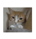 猫のかわいさ日常（個別スタンプ：6）