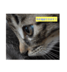 猫のかわいさ日常（個別スタンプ：7）