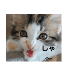 猫のかわいさ日常（個別スタンプ：8）