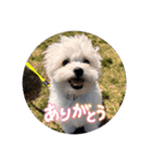 チワリーゼのベルちゃん（個別スタンプ：3）