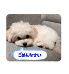 チワリーゼのベルちゃん（個別スタンプ：4）