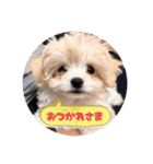 チワリーゼのベルちゃん（個別スタンプ：6）