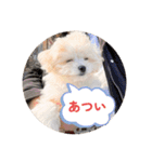 チワリーゼのベルちゃん（個別スタンプ：14）