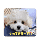 チワリーゼのベルちゃん（個別スタンプ：18）