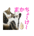 蘭丸のうちな〜ぐち（個別スタンプ：1）