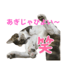 蘭丸のうちな〜ぐち（個別スタンプ：2）