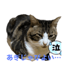 蘭丸のうちな〜ぐち（個別スタンプ：3）