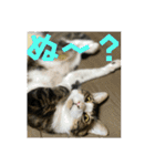 蘭丸のうちな〜ぐち（個別スタンプ：4）