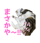 蘭丸のうちな〜ぐち（個別スタンプ：5）