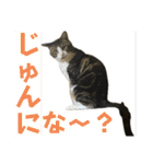 蘭丸のうちな〜ぐち（個別スタンプ：6）