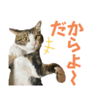 蘭丸のうちな〜ぐち（個別スタンプ：8）