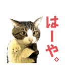 蘭丸のうちな〜ぐち（個別スタンプ：9）
