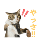蘭丸のうちな〜ぐち（個別スタンプ：10）