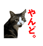 蘭丸のうちな〜ぐち（個別スタンプ：11）