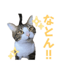 蘭丸のうちな〜ぐち（個別スタンプ：12）